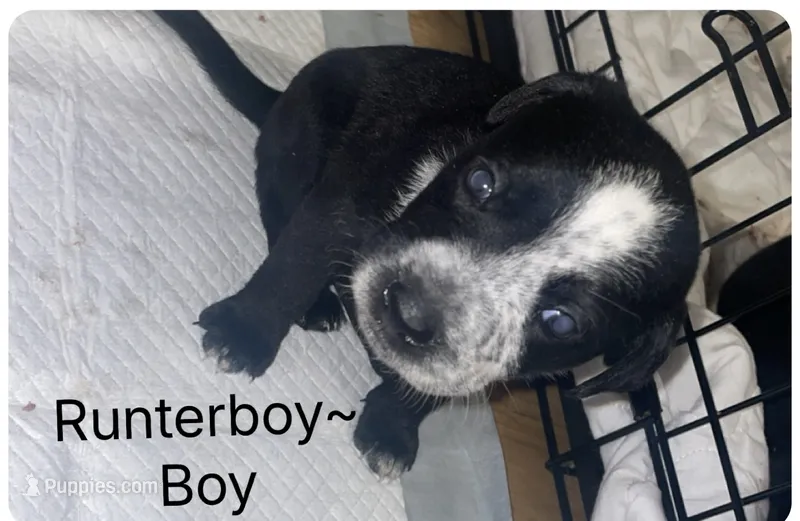 Runterboy – Dalmatian, American Pit Bull Terrier puppy for sale in Manhattan, KS