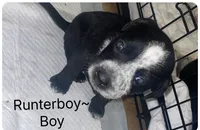 Runterboy, a male Dalmatian and American Pit Bull Terrier for sale in Manhattan, KS – 1 of 1