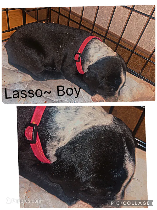 Lasso – Dalmatian, American Pit Bull Terrier puppy for sale in Manhattan, KS