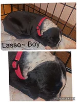Lasso, a male Dalmatian and American Pit Bull Terrier for sale in Manhattan, KS – 1 of 1