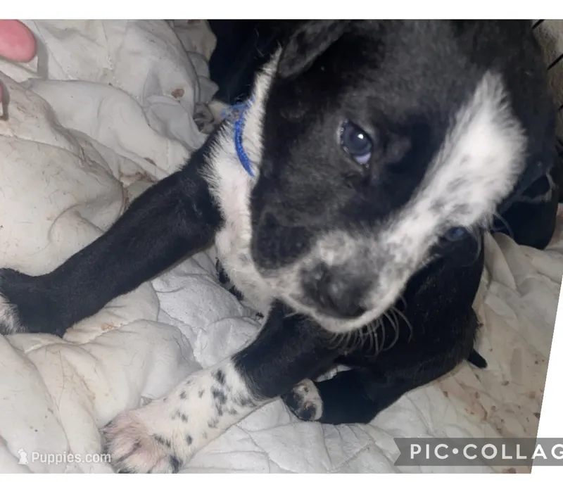 Dior – Dalmatian, American Pit Bull Terrier puppy for sale in Manhattan, KS