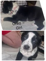 Oreo, a female Dalmatian and American Pit Bull Terrier for sale in Manhattan, KS – 1 of 1