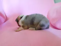 pink sable Merle girl, a female Collie for sale in Grand Island, NE – Photo 2 of 3