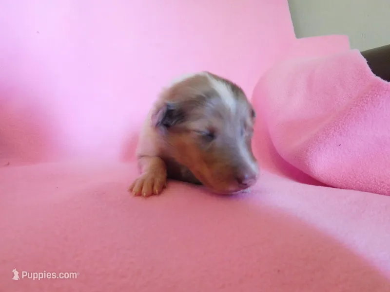 pink sable Merle girl, a female Collie for sale in Grand Island, NE – Photo 1 of 3