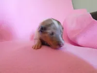 pink sable Merle girl, a female Collie for sale in Grand Island, NE – Photo 1 of 3