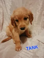 Tank, a male Miniature Golden Retriever for sale in Oelwein, IA – 3 of 3
