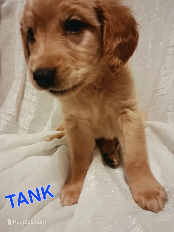 Tank – Miniature Golden Retriever puppy for sale in Oelwein, IA