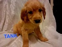 Tank, a male Miniature Golden Retriever for sale in Oelwein, IA – 2 of 3