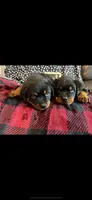 Sanson, a male Rottweiler for sale in Sumterville, FL – 2 of 4