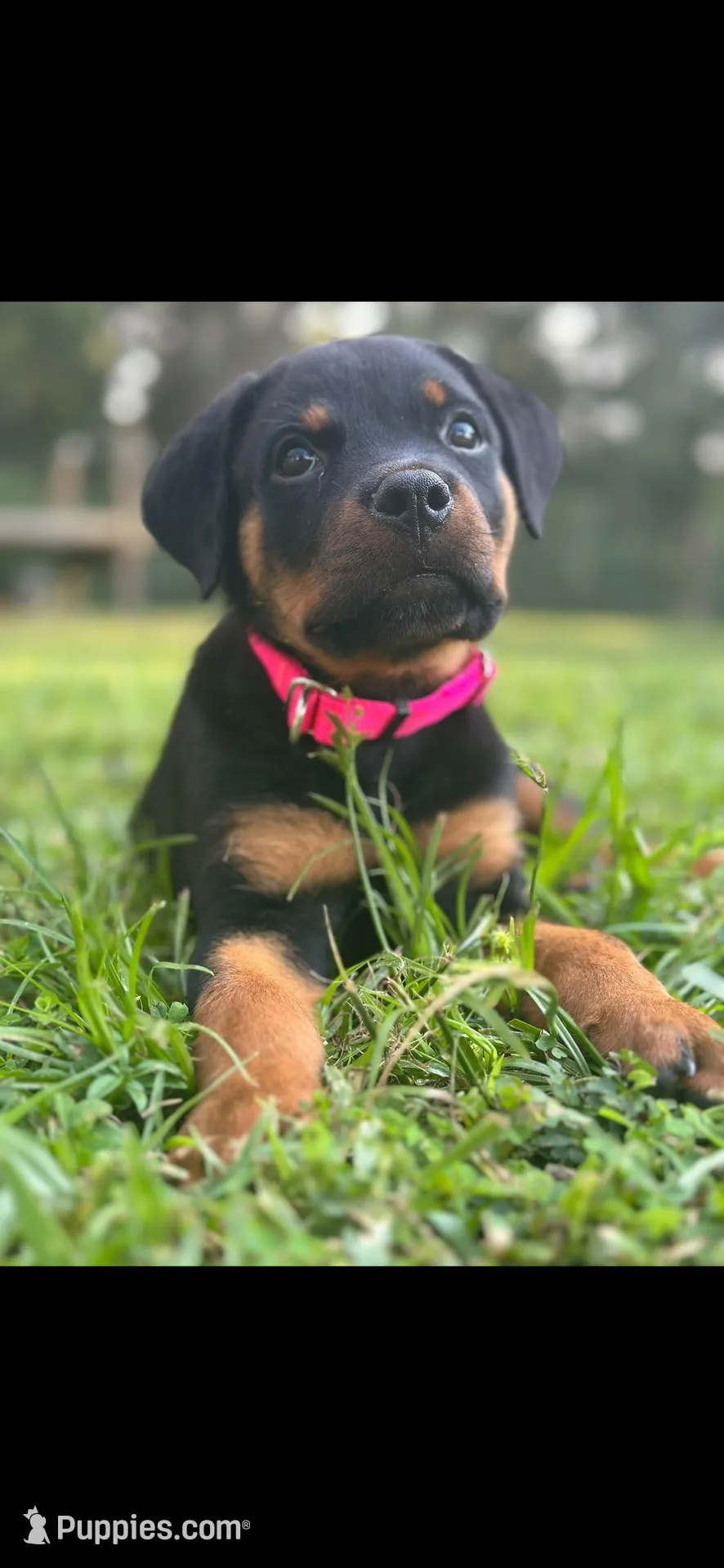 Roxy, a female Rottweiler for sale in Sumterville, FL – Photo 2 of 2