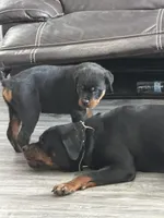 Sampson, a male Rottweiler for sale in Sumterville, FL – 2 of 5