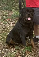 Sampson, a male Rottweiler for sale in Sumterville, FL – 5 of 5