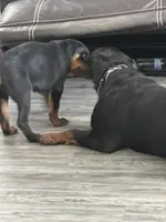 Sampson, a male Rottweiler for sale in Sumterville, FL – 4 of 5