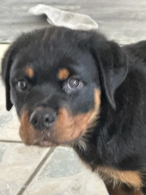 Sampson – Rottweiler puppy for sale in Sumterville, FL