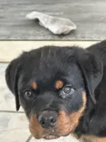 Sampson, a male Rottweiler for sale in Sumterville, FL – 3 of 5