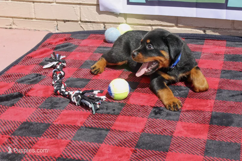 Tyson – Rottweiler puppy for sale in Sumterville, FL