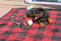 Tyson, a male Rottweiler for sale in Sumterville, FL – 1 of 4