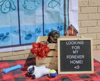 Tyson, a male Rottweiler for sale in Sumterville, FL – 3 of 4