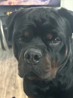 Fancy, a female Rottweiler for sale in Sumterville, FL – 4 of 4