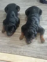 Roxy, a female Rottweiler for sale in Sumterville, FL – 3 of 3