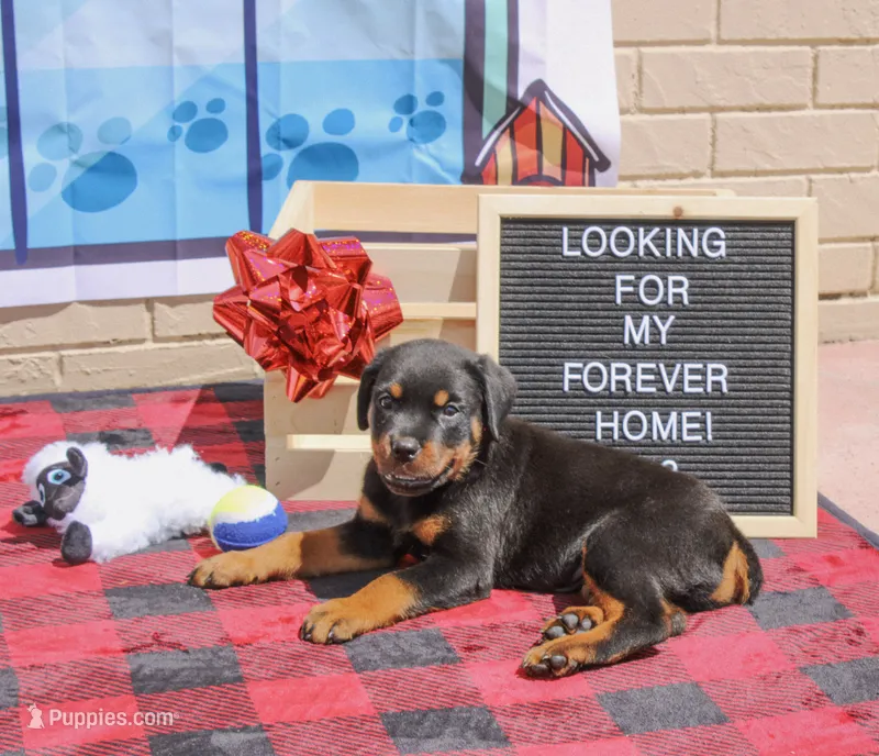 Roxy – Rottweiler puppy for sale in Sumterville, FL