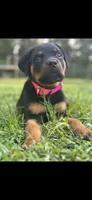 Fancy, a female Rottweiler for sale in Sumterville, FL – 2 of 4