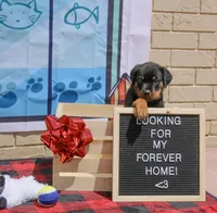 Roxy, a female Rottweiler for sale in Sumterville, FL – 2 of 3