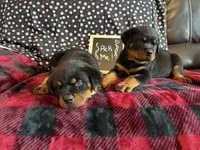 Roxy, a female Rottweiler for sale in Sumterville, FL – Photo 1 of 3