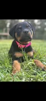 Roxy, a female Rottweiler for sale in Sumterville, FL – Photo 2 of 3