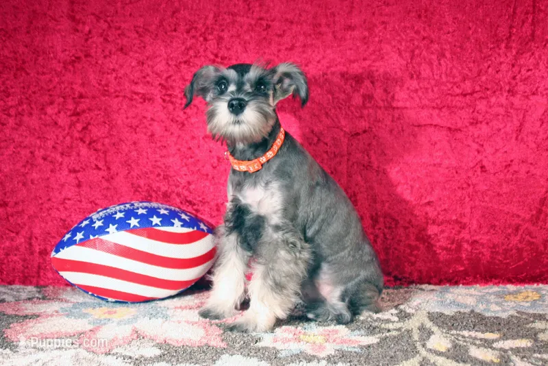 Dolly – Miniature Schnauzer puppy for sale in Sumterville, FL