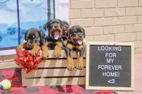 Tyson, a male Rottweiler for sale in Sumterville, FL – 2 of 4