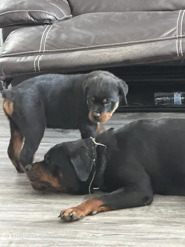 Roxy – Rottweiler puppy for sale in Sumterville, FL