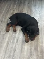 Sophie, a female Rottweiler for sale in Sumterville, FL – 2 of 4