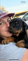 Fancy, a female Rottweiler for sale in Sumterville, FL – 1 of 4