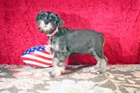 Dolly, a female Miniature Schnauzer for sale in Sumterville, FL – 2 of 2