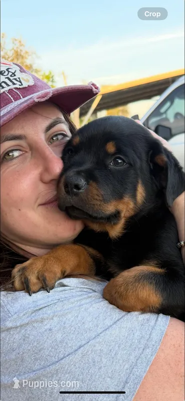 Roxy – Rottweiler puppy for sale in Sumterville, FL