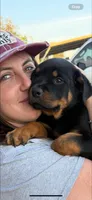 Roxy, a female Rottweiler for sale in Sumterville, FL – Photo 1 of 2