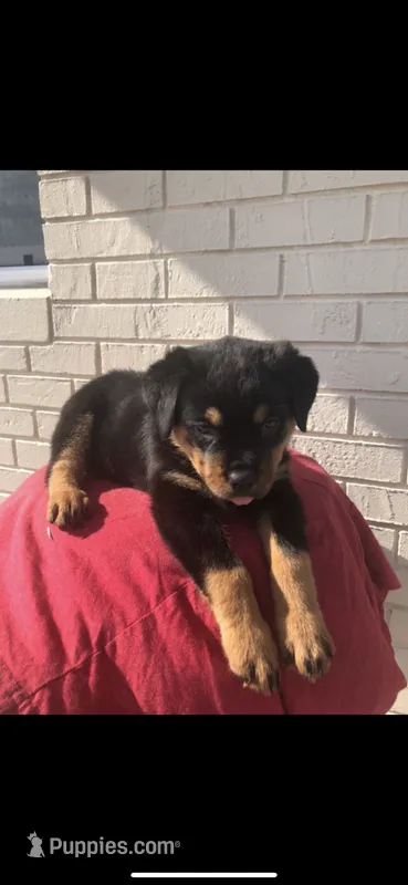 Tyson – Rottweiler puppy for sale in Sumterville, FL
