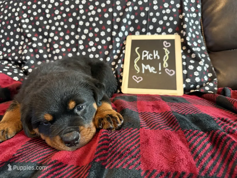 Sanson – Rottweiler puppy for sale in Sumterville, FL