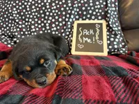 Sanson, a male Rottweiler for sale in Sumterville, FL – 1 of 4