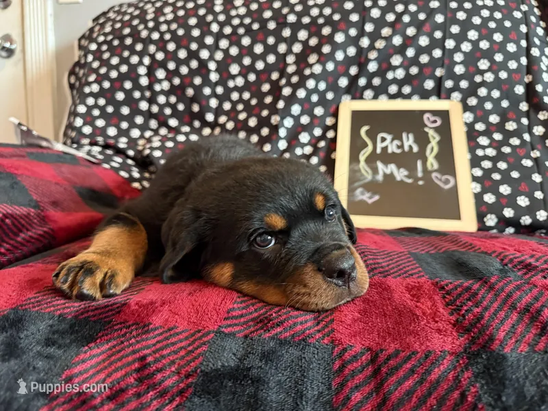 Diesel – Rottweiler puppy for sale in Sumterville, FL