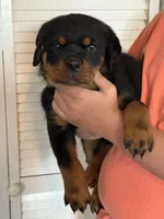 Diesel, a male Rottweiler for sale in Sumterville, FL – Photo 1 of 2