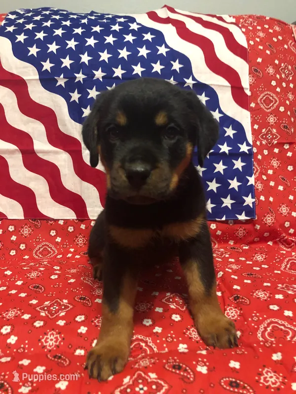Sampson – Rottweiler puppy for sale in Sumterville, FL