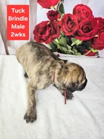 Tuck, a female Great Dane for sale in Elkton, KY – Photo 3 of 3