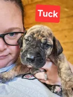 Tuck, a female Great Dane for sale in Elkton, KY – Photo 2 of 3