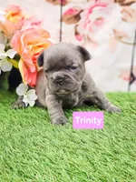 Trinity, a female French Bulldog for sale in Elkton, KY – Photo 2 of 2