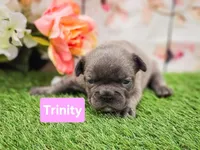 Trinity, a female French Bulldog for sale in Elkton, KY – Photo 1 of 2