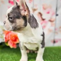 Charmer, a male French Bulldog for sale in Elkton, KY – Photo 3 of 8