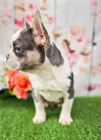 Charmer, a male French Bulldog for sale in Elkton, KY – Photo 3 of 8