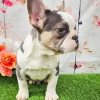 Charmer, a male French Bulldog for sale in Elkton, KY – Photo 2 of 8